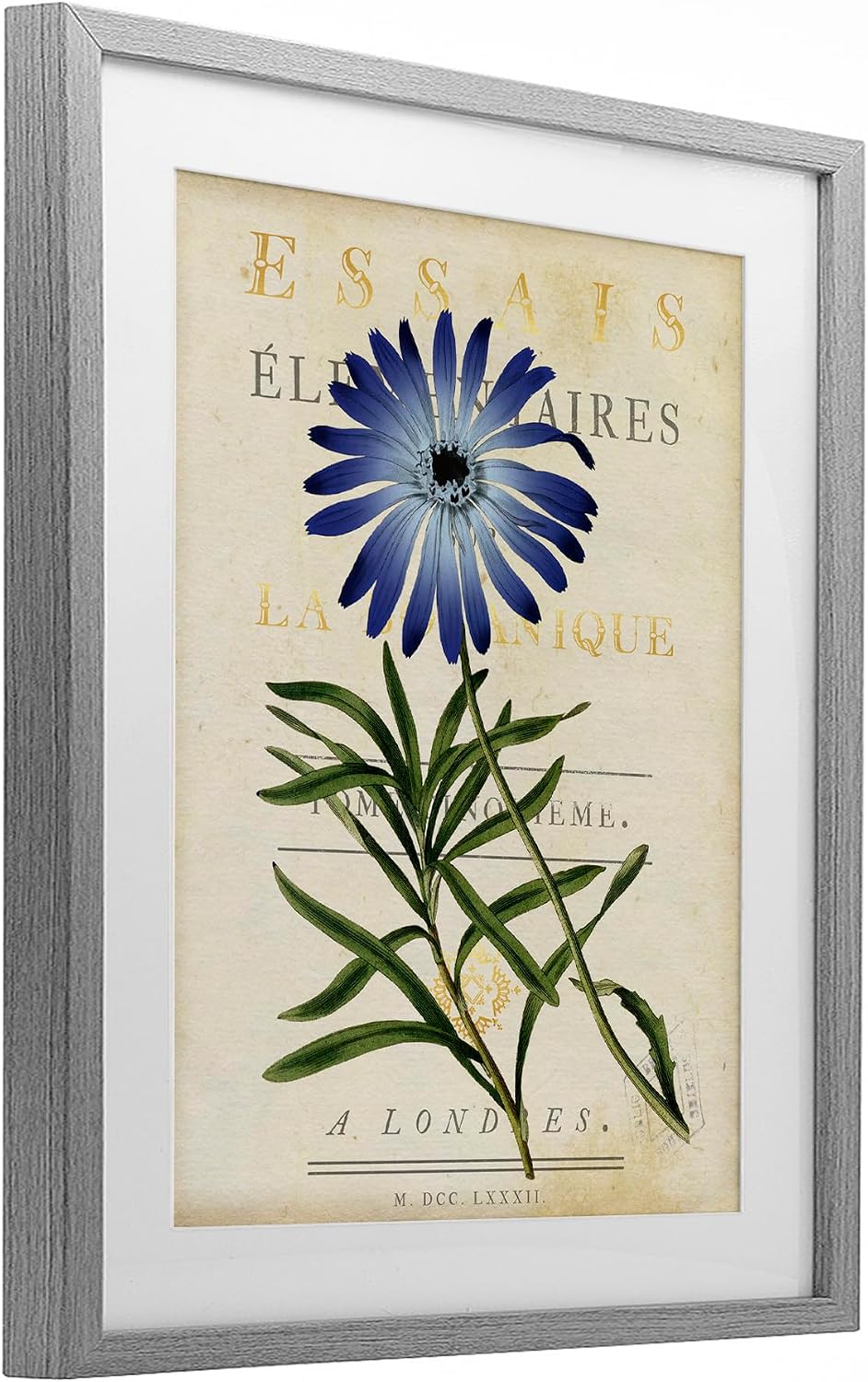 'Natural Botany Daisy'| Framed Print Under Glass | Stupell Industries | Gray, 13 x 16 Inches, Easy to Hang and Sturdy, Made in USA, by Susan Arnot