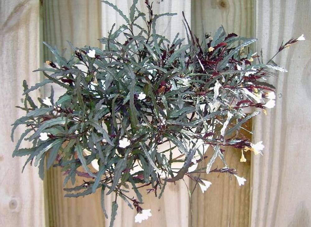 Amazon.com : Dragon's Tongue Plant - Hemigraphis -  Terrarium/FairyGarden/Houseplant- 2.5" Pot : Patio, Lawn & Garden