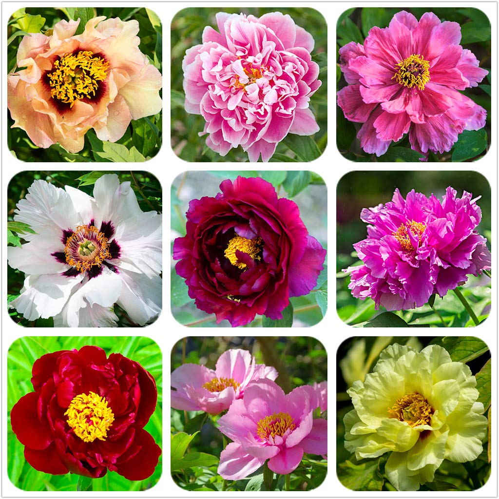 25 Pcs Mixed Peony Seeds Perennial Plant Flower Sundry Peony for