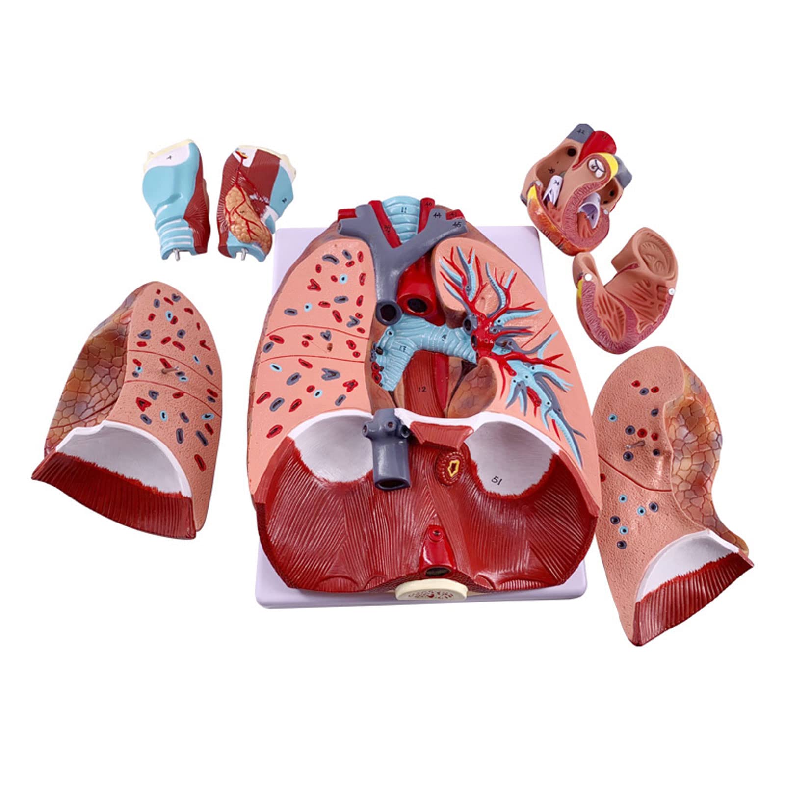 Anatomia anatomiczna człowieka Układ oddechowy Model medyczny gardło serce płuco płuco z krtanią nauczanie medyczne modele anatomiczne