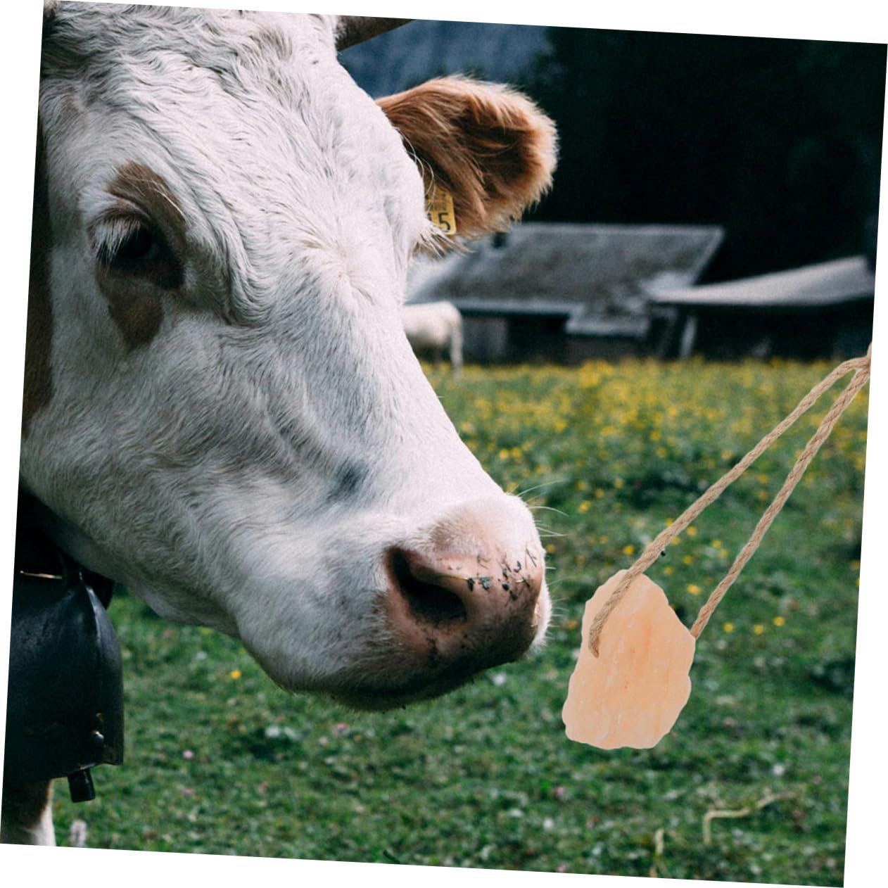 SUPVOX 20 Pz Blocco Di Sale Da Leccare Per Animali Leccare Il Sale Del Bestiame Blocco Di Sale Di Cavallo Leccata Di Sale Per Porta Blocco Di Sale Blocco Di Sale Di Capra Minerali
