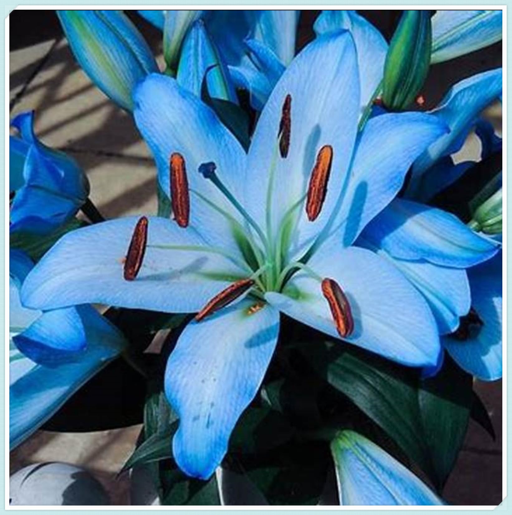 Excellent Tiger Lily Bulbs for Planting Now UK Perennial Excellent Cold-Resistant Display Plant Bulbs Easy Plant Ornamental Greening Flower Good for Containers Natural Organic -10bulbs-O