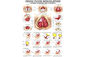 Pelvic Floor Anatomy Model: A Comprehensive Guide to Understanding the Human Pelvis