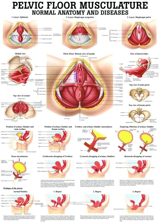 Pelvic Floor Musculature Laminated Anatomy Chart