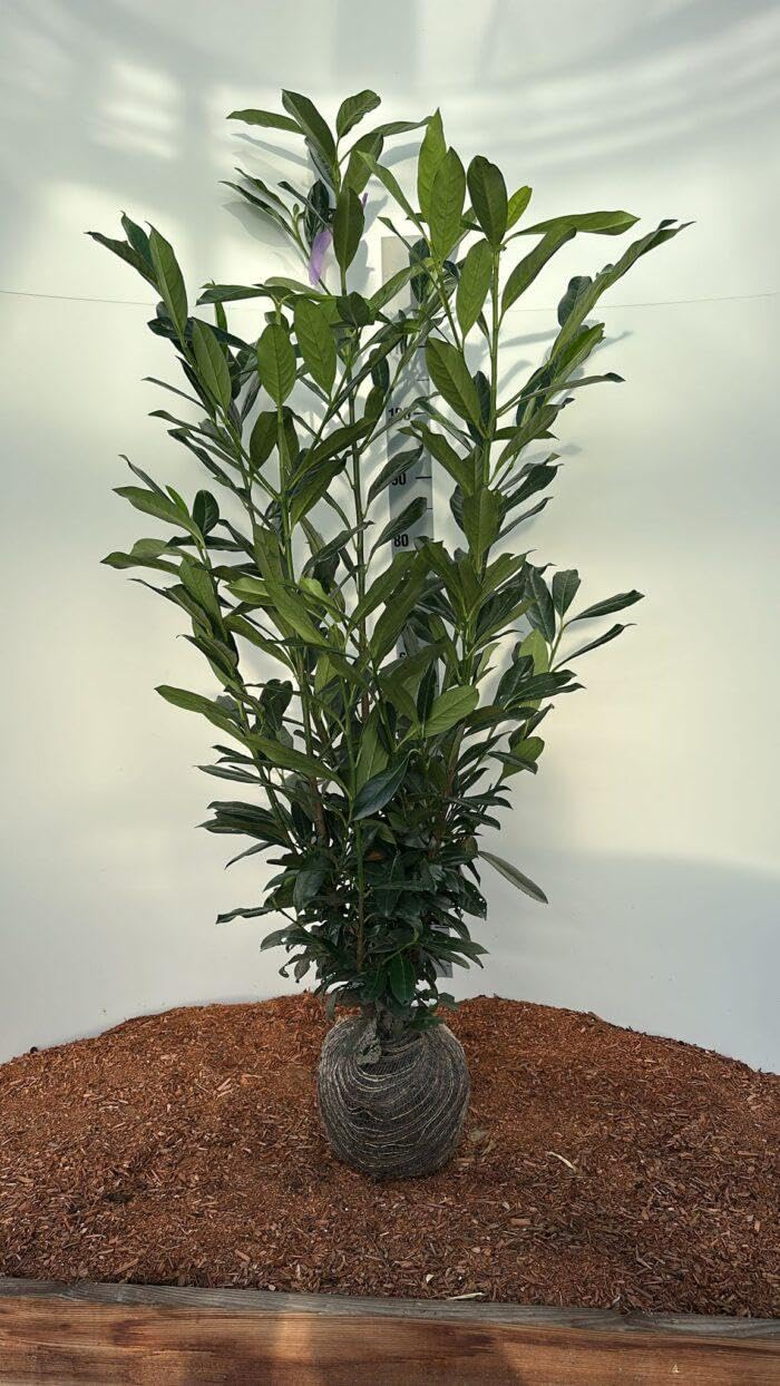 monstera cena Monstera 'Deliciosa' – ECOVIBE main image 1