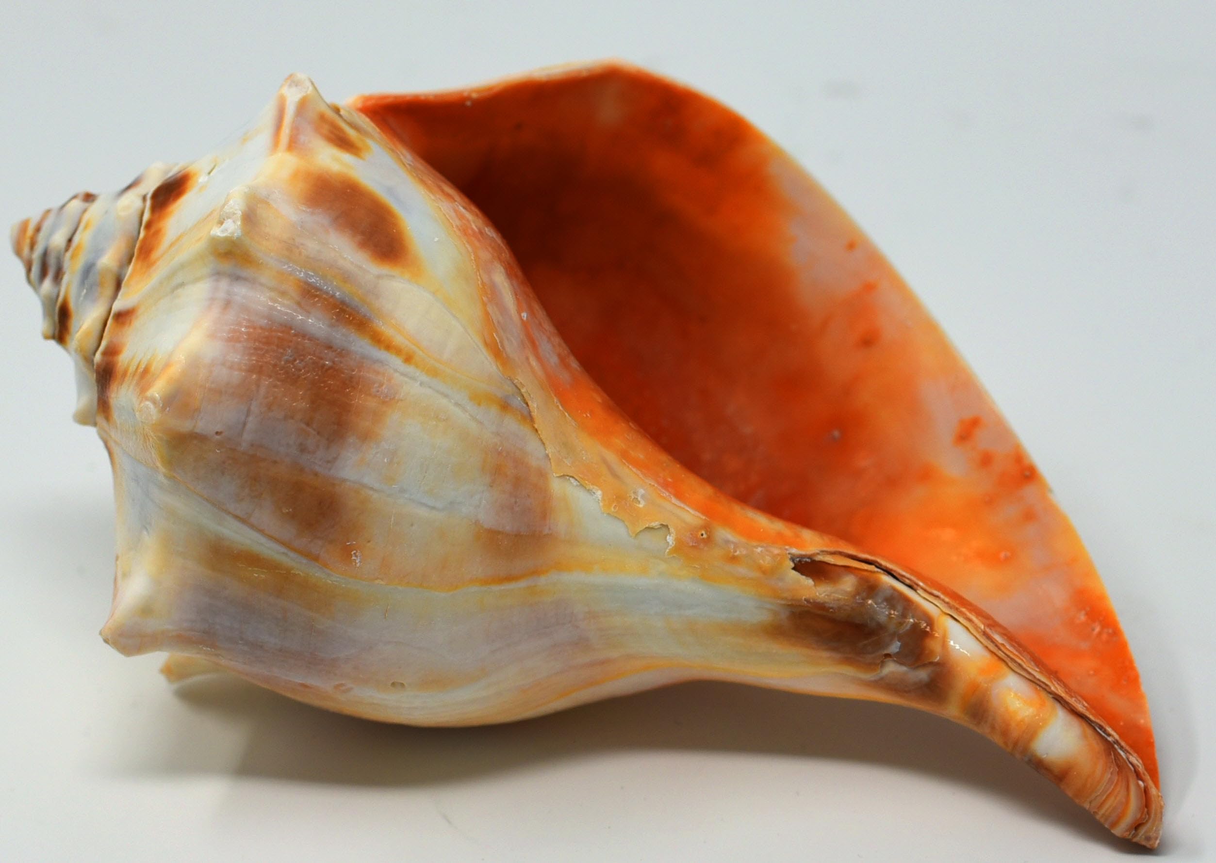 Atlantic Whelk Sea Shell | Florida Left Whelk | Large Shell for