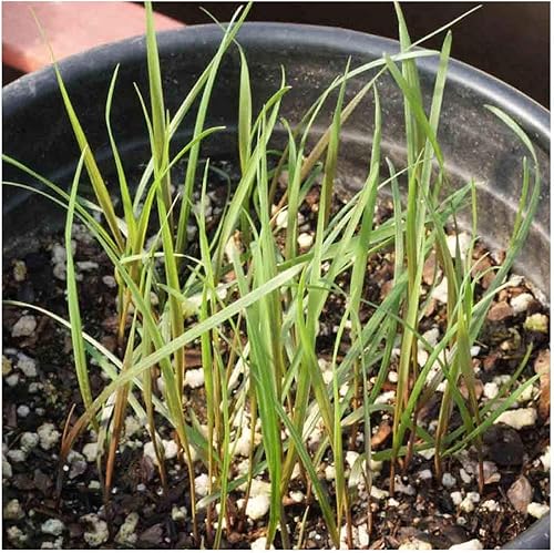 Miniatura 4 de Everwilde Farms - 500 semillas de hierba nativa de centeno silvestre de Virginia - Paquete de semillas jumbo Gold Vault