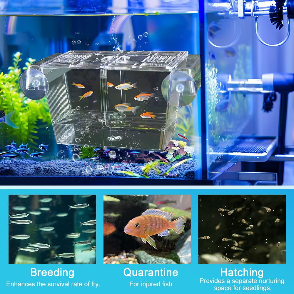 Scatola di Allevamento per Pesci o Acquario Box Isolamento in Acrilico per Pesci Scatola di Isolamento per Acquario per Pesce，con 5 Ventose, per Proteggere gli Avannotti, 23x9.8x9.5cm