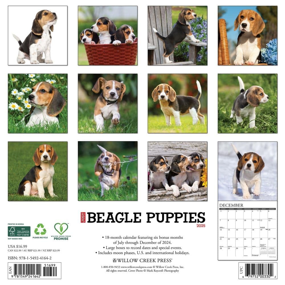 Beagle Puppies 2026 12 X 12 Wall Calendar