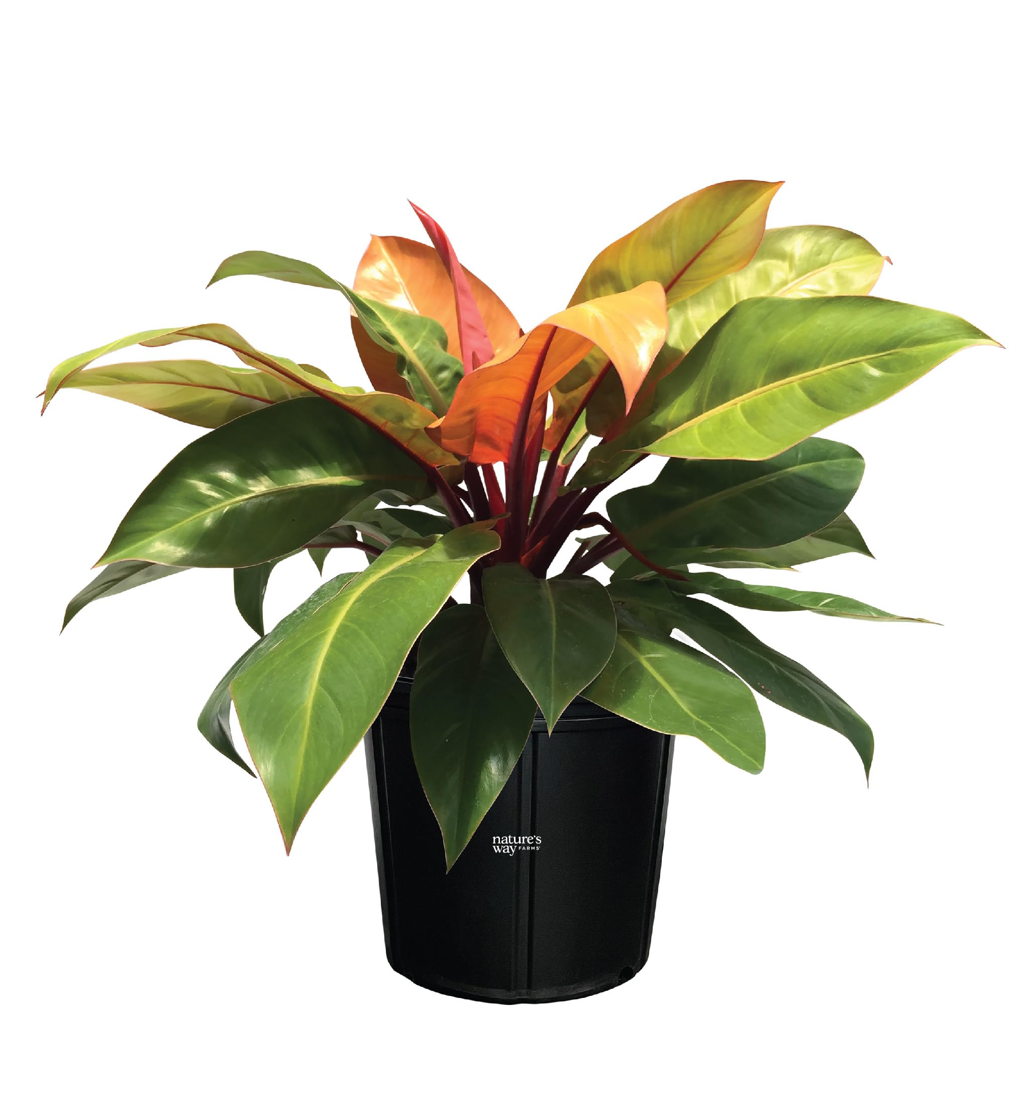 Nature's Way Farms Philodendron Prince of Orange