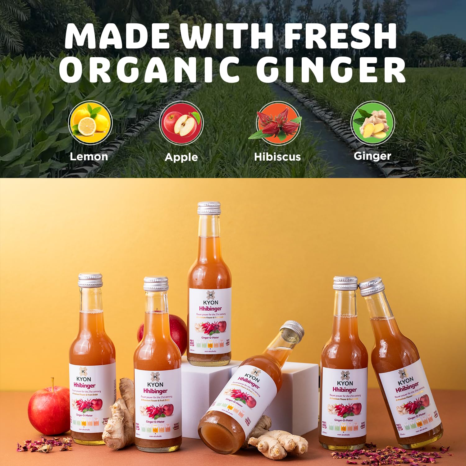 Napój Kyon Ppinger – 250 ml Sok imbirowy z jabłkiem, orzeźwiający i bezalkoholowy napój imbirowy, dostępny w opakowaniach po 6, 12 i 24 sztuki (250Ml-24 Pack, Hhibinger)