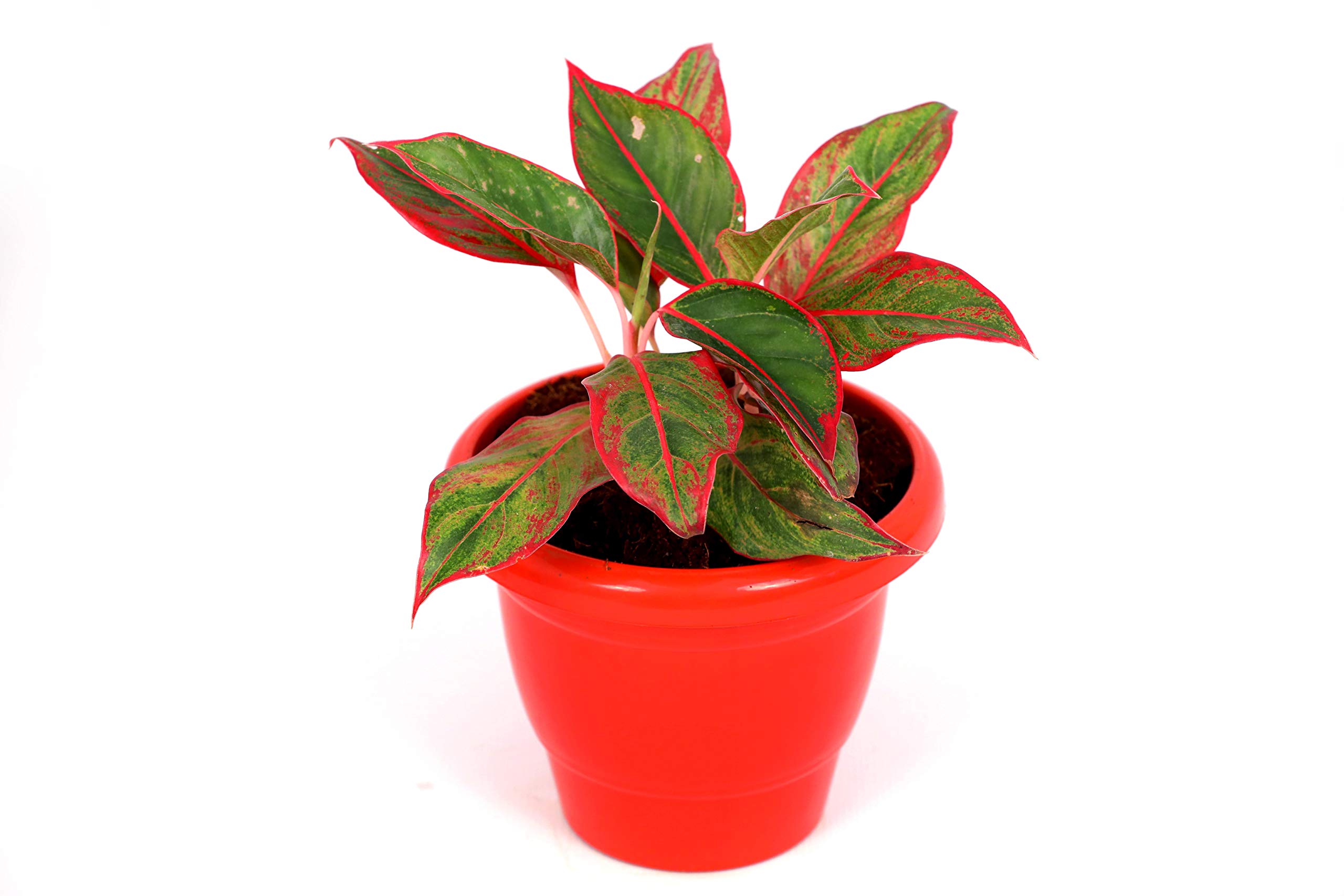 GOVINDSUDHA Aglaonema siam Aurora, Aglaonema Lipstick - Plant with Plastic Pot and Pebbles for | Home Decoration | Office Decoration | Gift for All Occasion-picture-12