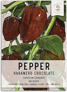 Seed Needs, Chocolate Habanero Hot Pepper Seeds for Planting (Capsicum chinense) Single Package of 60 Seeds - Heirloom, No...