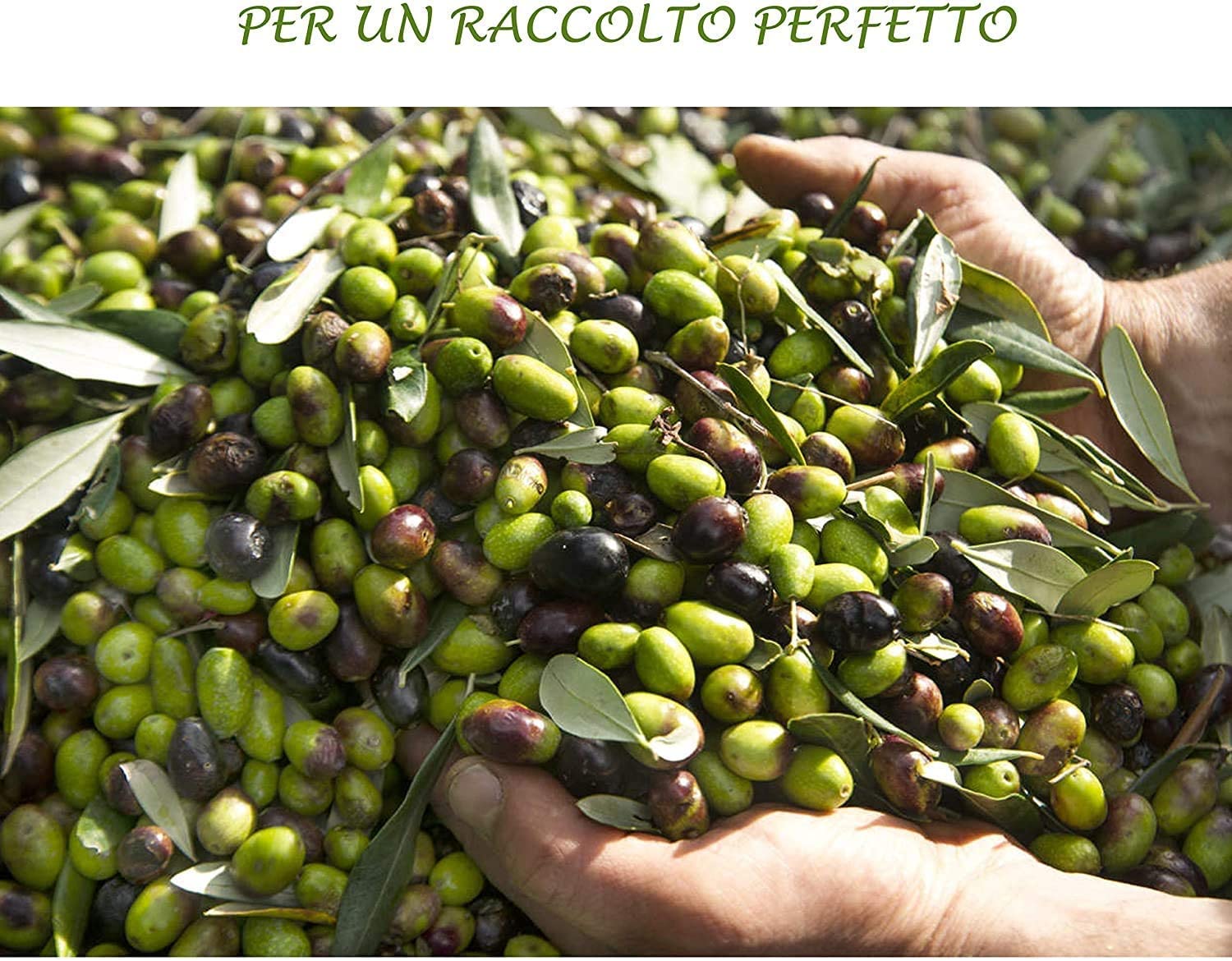 Boro et Concime Liquido Per Olivo - Per Piante Verdi, Fertilizzante Fogliare Per Trattamento Da Orto E Giardino, Integratore Consentito In Agricoltura Bio (5 LITRI)
