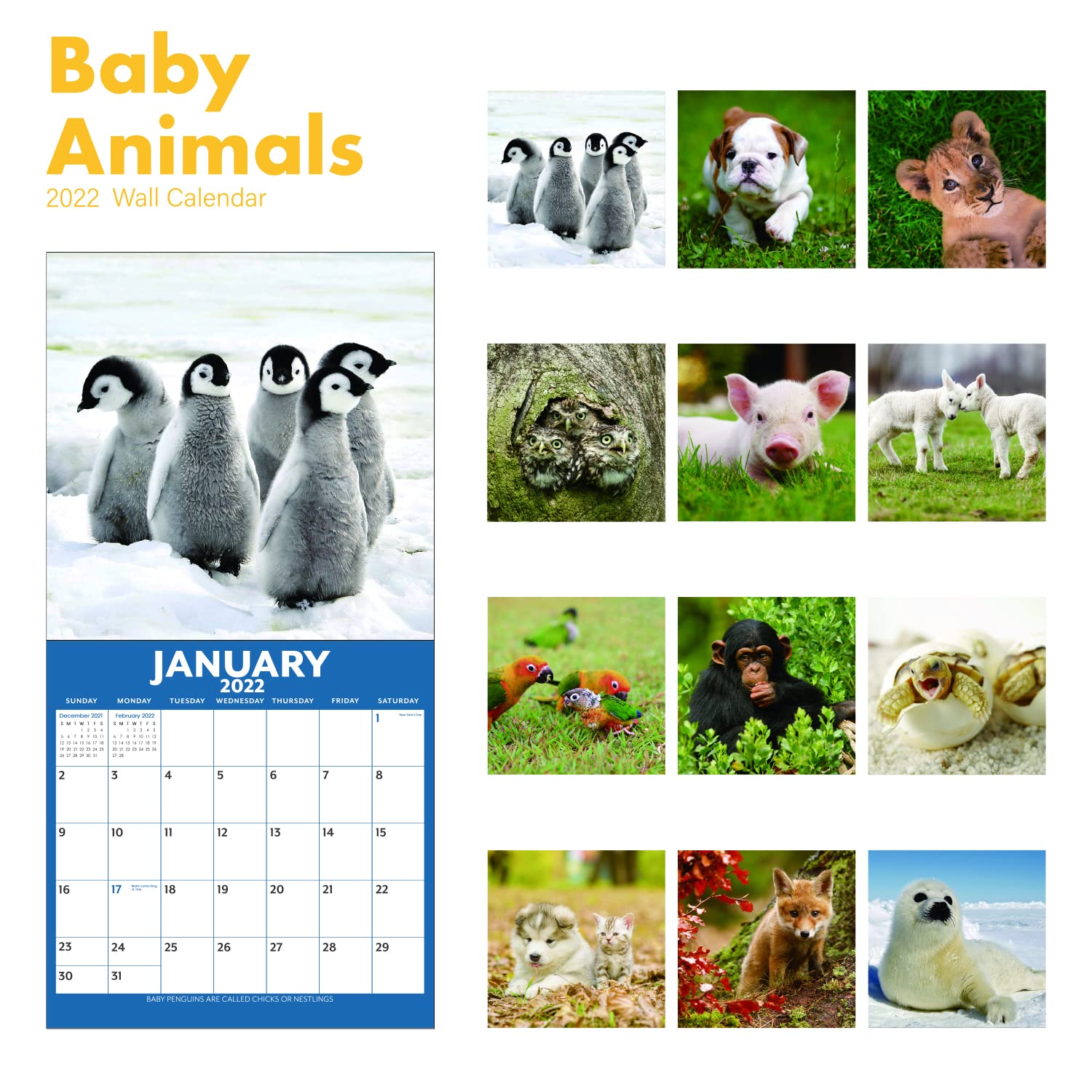 2022 Calendar Baby Animals Wall Calendar 2022 from Jan 2022 Dec 2022, 12 x 12 inches, Thick
