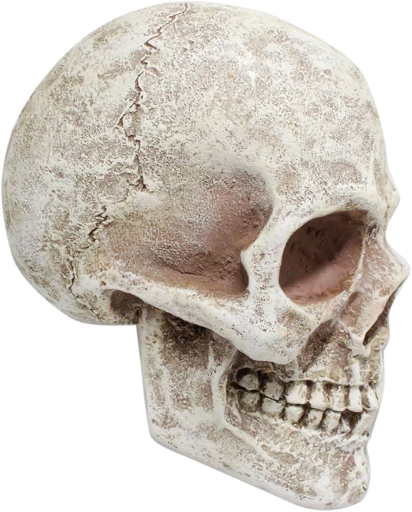 Amazon.co.jp: リアルなスカルヘッド彫刻サイドフェイススカル像人間の
