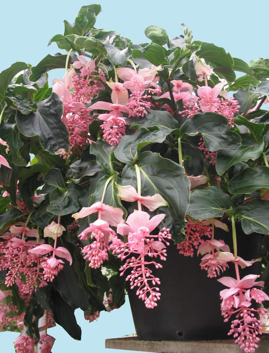 Athidhi Garden Medinilla Flower Medinilla Magnifica (Candy Pink) Live Plant (B0B5Y3YRRF) Amazon Price History, Amazon Price Tracker