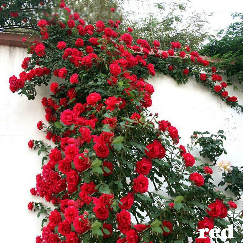 Florona Red Climbing Rose Plant Rosa Multiflora Perennial Fragrant Flower 2 Grafted Live Plant (B0CTXJKDWB) Amazon Price History, Amazon Price Tracker