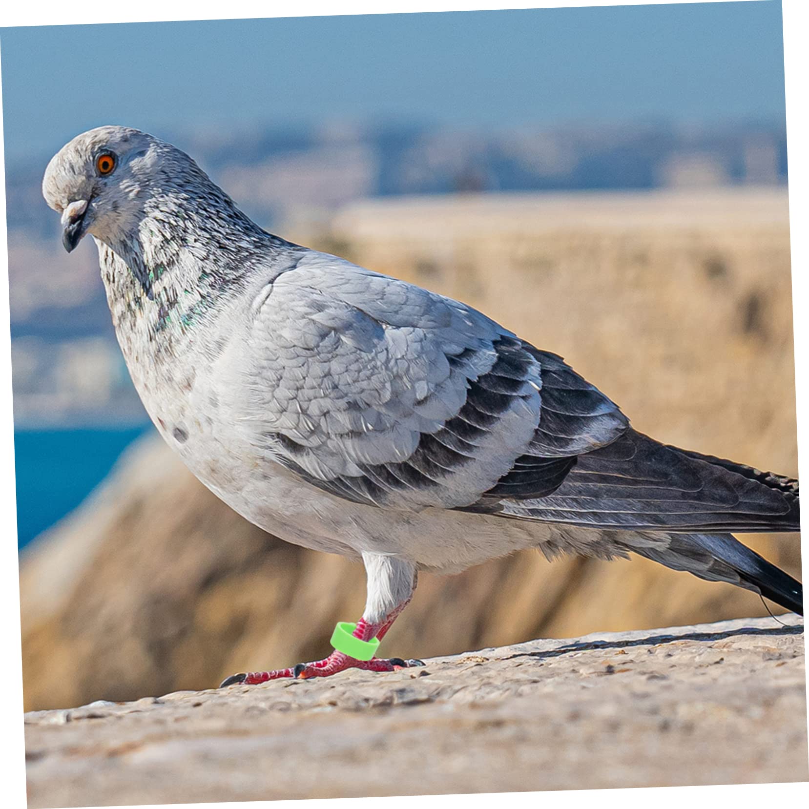 FOMIYES 1200 Pz Anello Piede di Piccione Clip sulla della Gamba Fasce per Piedi di Uccelli Anelli di Zampa di Piccione Fasce per Cosce di pollame Pappagallo