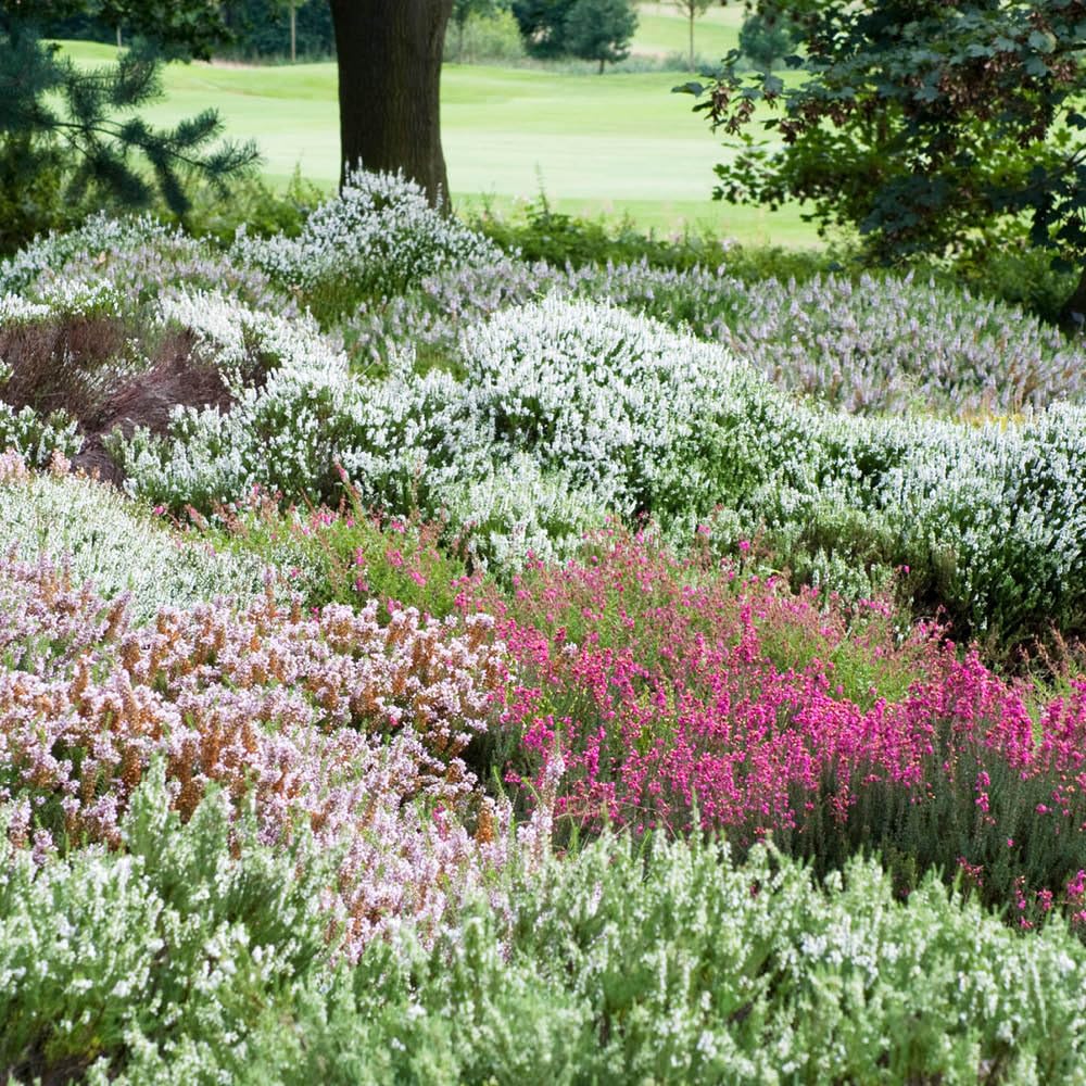 YouGarden Heather Collection Plant 9cm 12 Pack