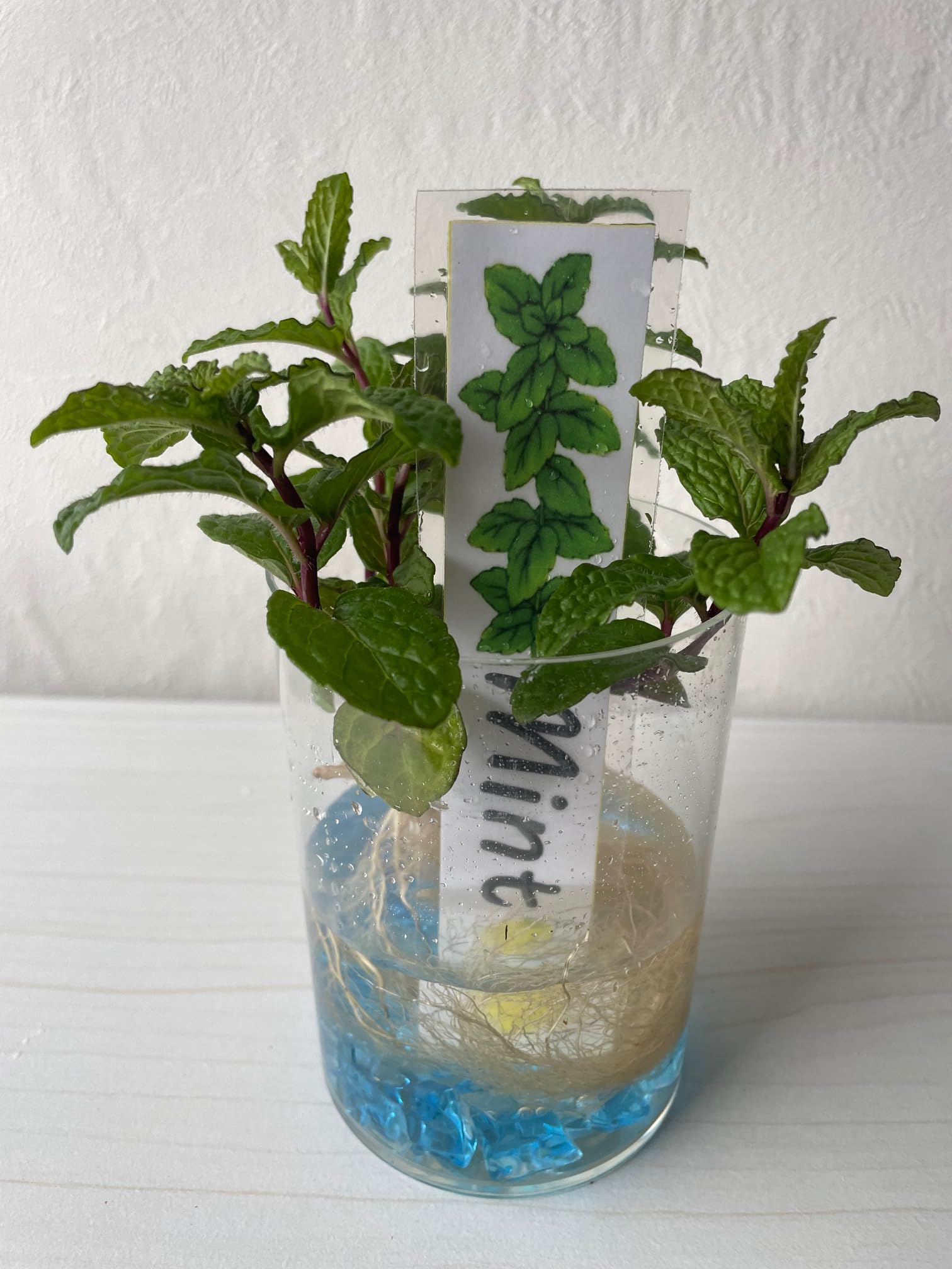 Amazon.co.jp: 土を使わない水栽培【ミント品種おまかせクリア