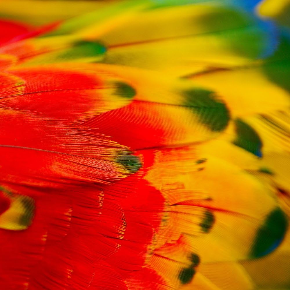 4 Pieces - Jewel Multicolor Iridescent Scarlet Macaw Large Body Plumage Feathers Ethically Sourced Cruelty Free Craft Supply | Moonlight Feather