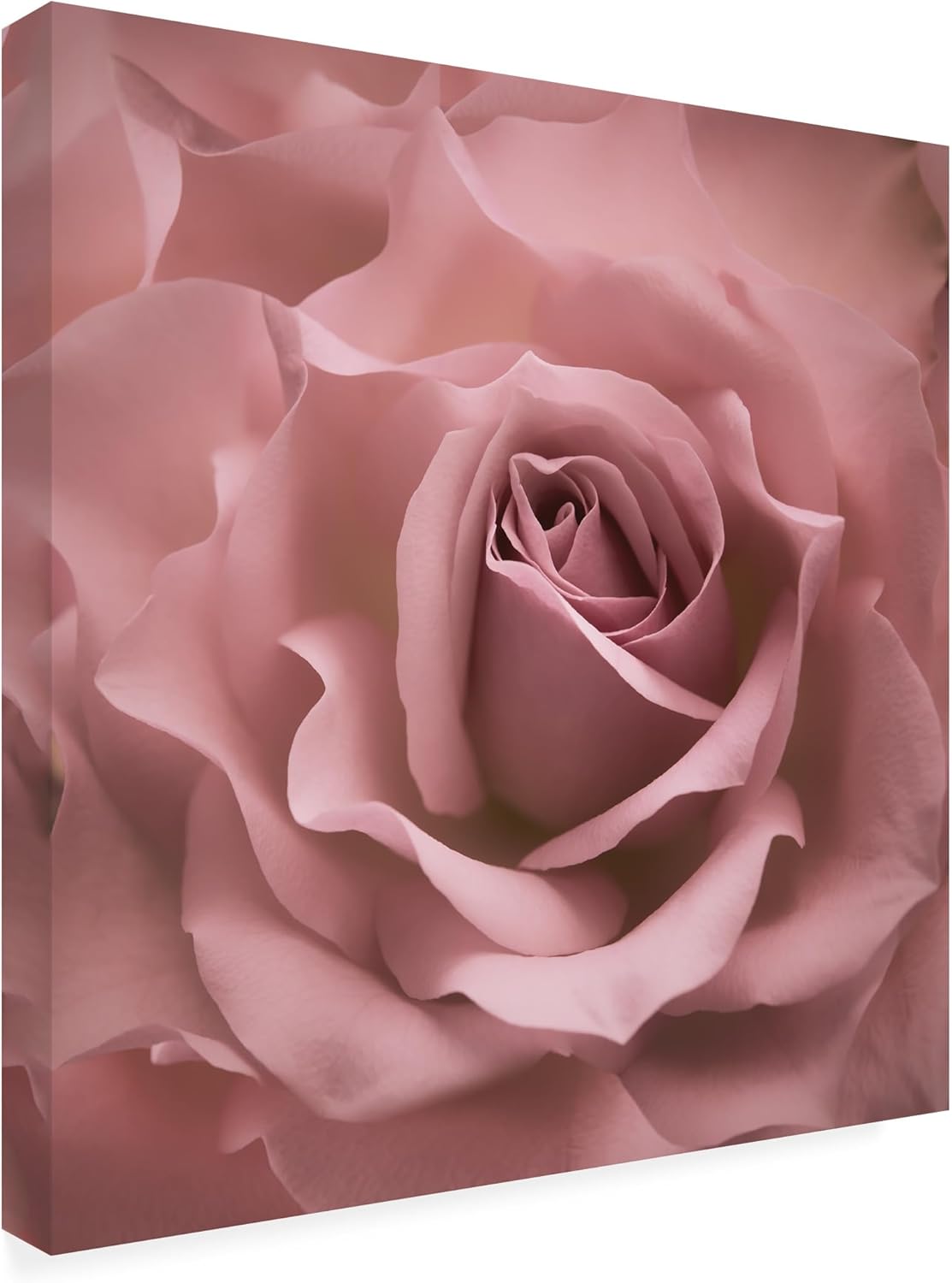 Wrapped Canvas Wall Art - Cora Niele 'Misty Rose Pink Rose' Wall Art for Living Room, Bedroom, or Office Décor - 18x18