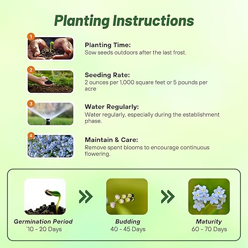 Miniatura 4 de Outsidepride Perennial Low Growing Blue Myosotis Alpestris Olvídate de las flores - 5000 semillas