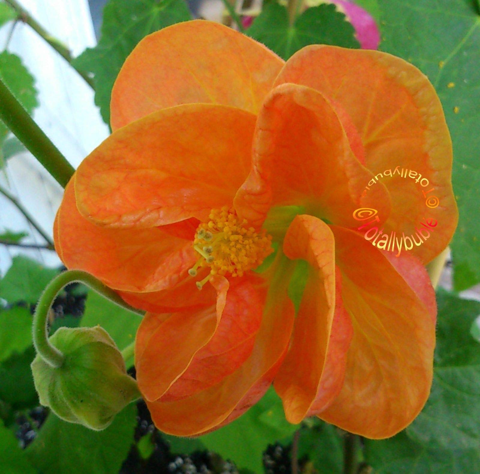 Cutting cutting abutilon orange tropic