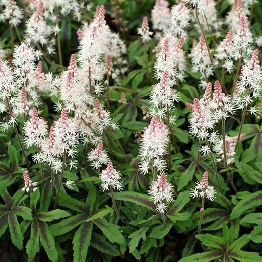 Plant Theory Spring Symphony Foam Flower Perennials Flowering Plants Tiarella 2L Pot