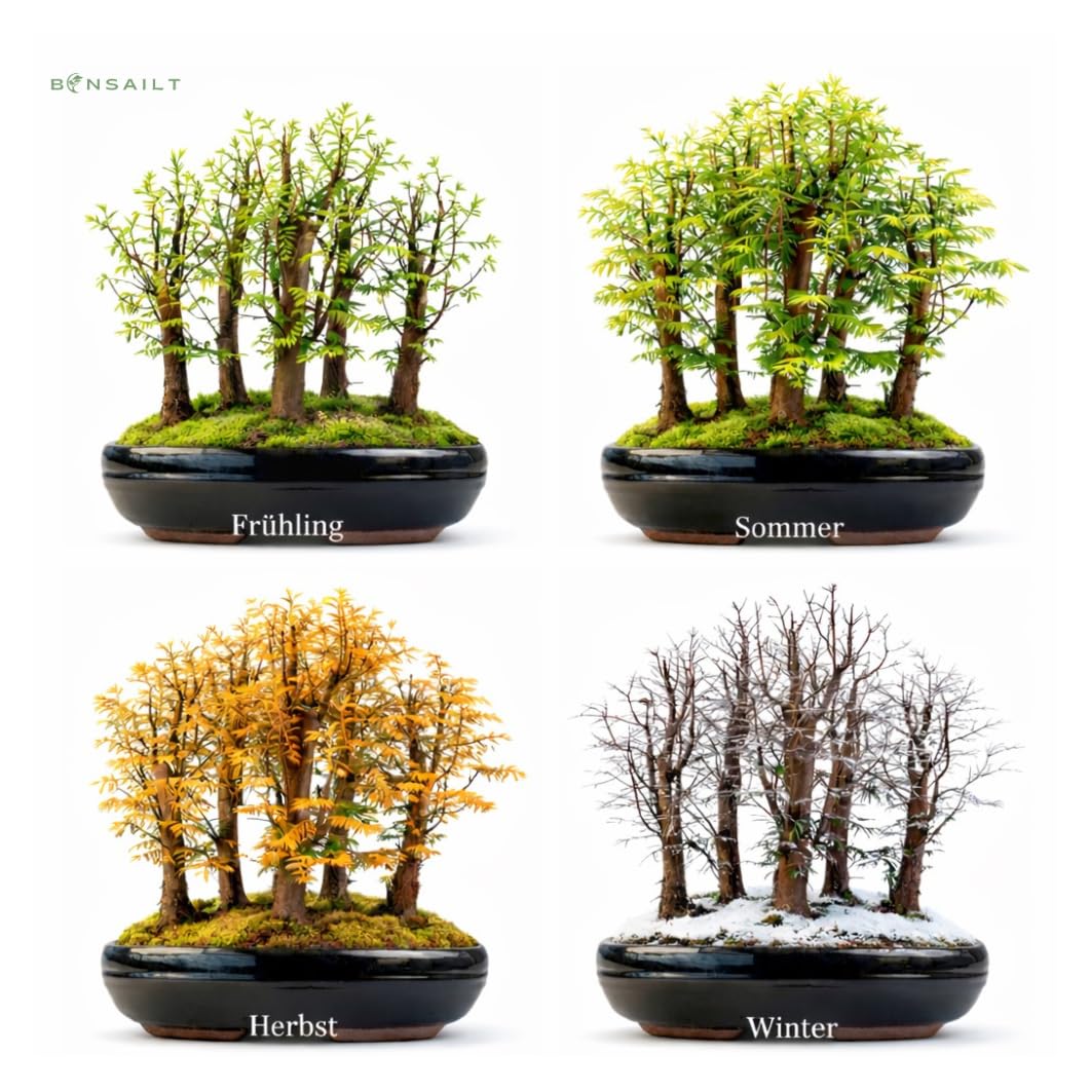 Bonsai Metasequoia Wald – Urweltmammutbaum in 26 cm Schale – Outdoor Baum – Einzigartiges Geschenk für Garten & Pflanzenliebhaber