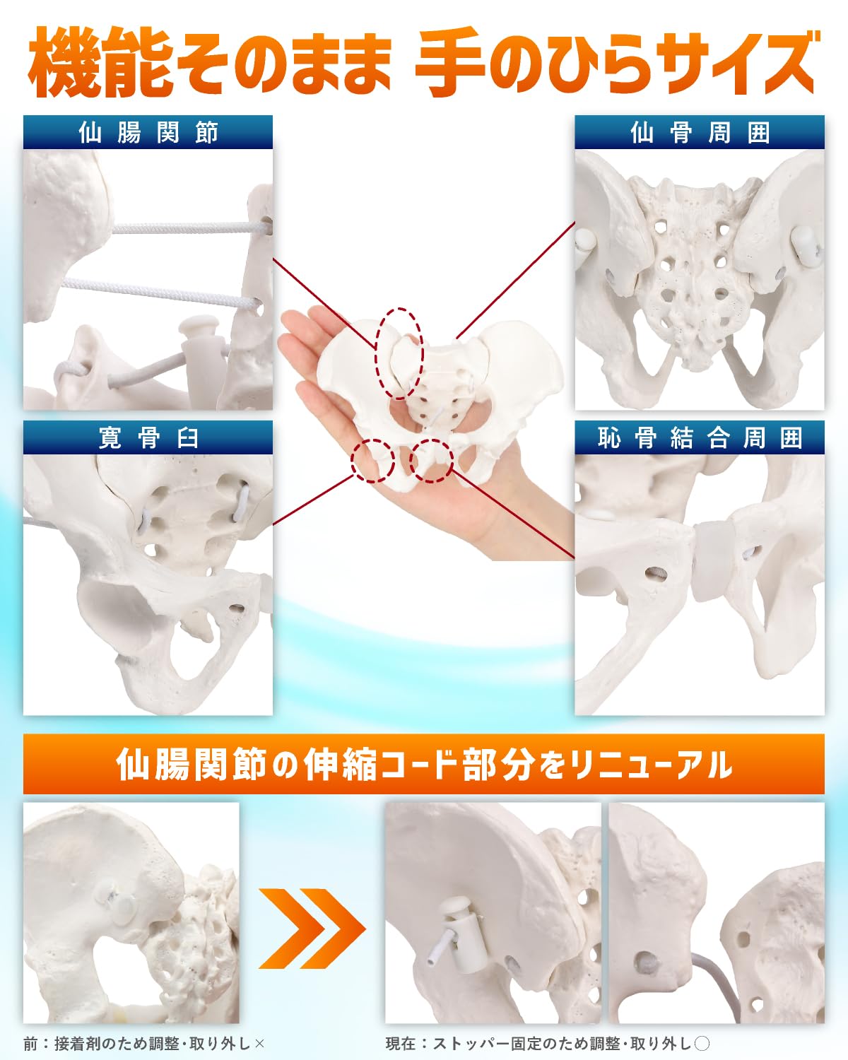 Amazon.co.jp: KIYOMARU ミニサイズのグイッと動かせる骨盤模型 人体