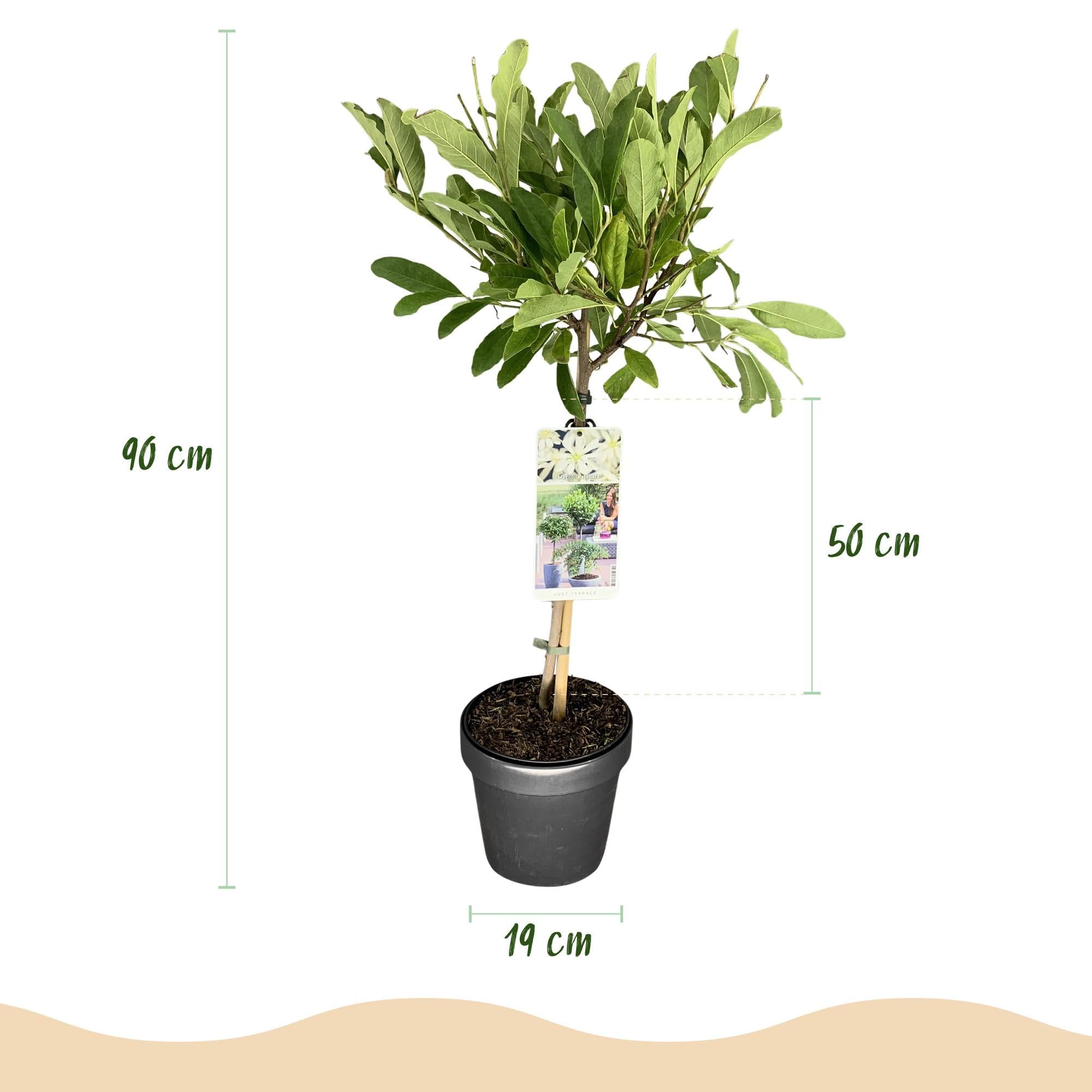 Magnolia stellata Plante sur Tige Pot 19cm Hauteur 90cm Fleurs Blanches Feuillage Caduc