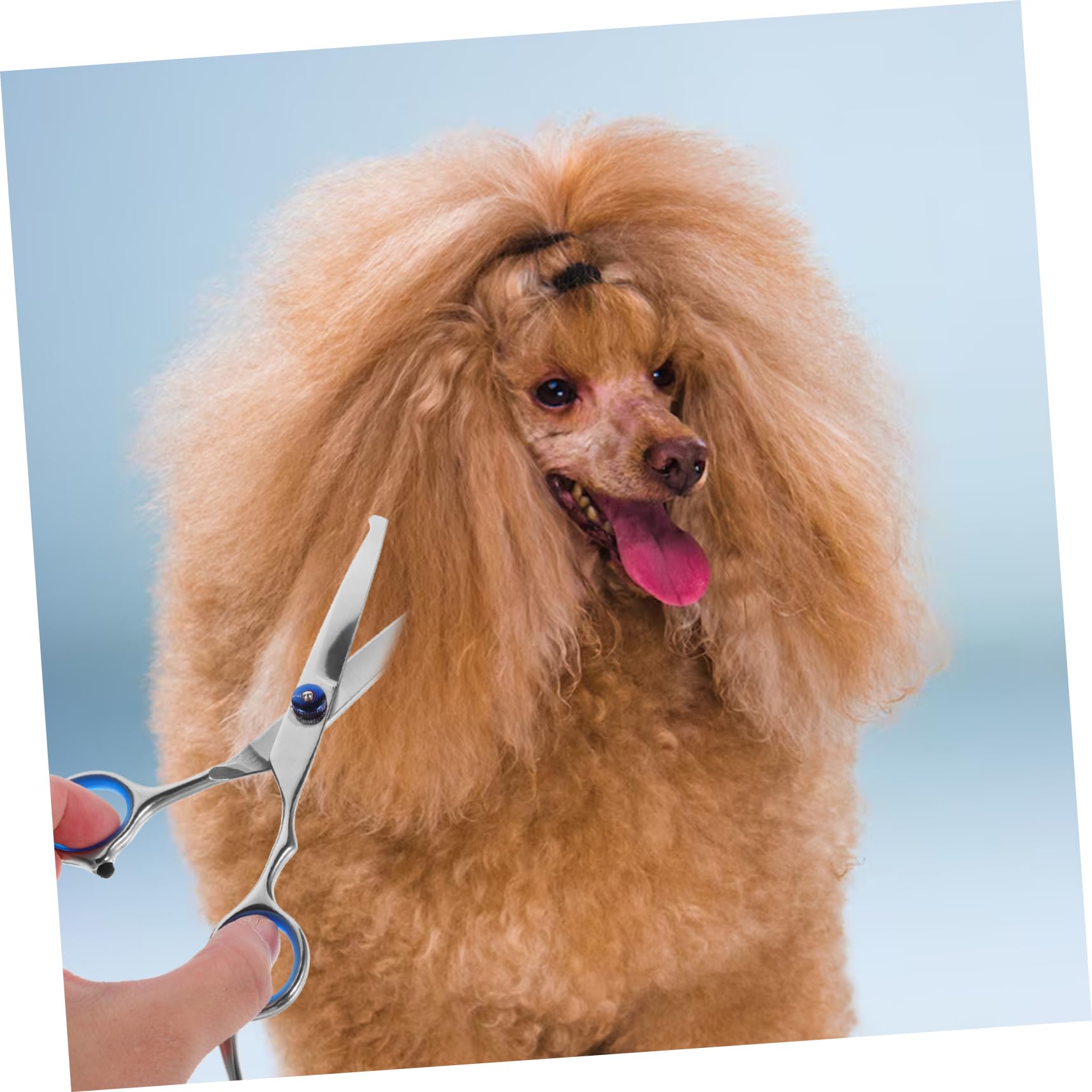 Sosoport 2pezzi Forbici Per Toelettatura Animali Con Testa Rotonda Forbici Professionali Per Del Pelo Di Cani e Gatti Ergonomiche Inossidabile Per Uso Domestico e Negozio Di Animali Argento