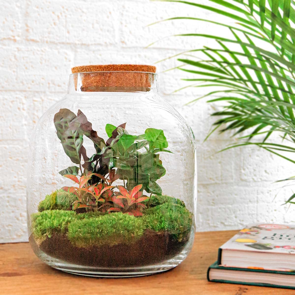 Rośliny terrarium • Botanic Sven XL • Roślina ekosystemowa • ↑ 43 cm - DIY - kompletny zestaw do terrarium - urbanjngl | Terrarium + grabie + łopata + pęseta
