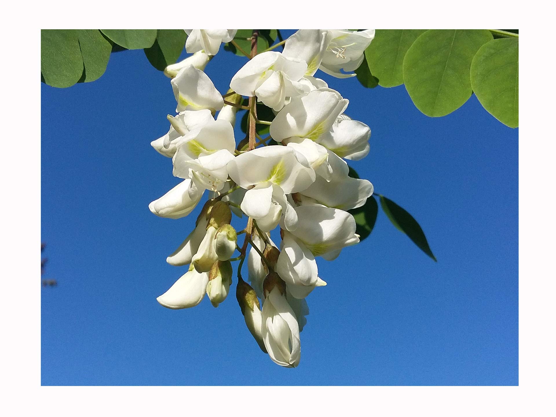Black Locust, Robinia pseudoacacia, deciduous, fragranced Pea-Like Flowers, Rarely Offered, Great for UK Climate, 20-30cm Starter Plant in an 7/8cm Pot