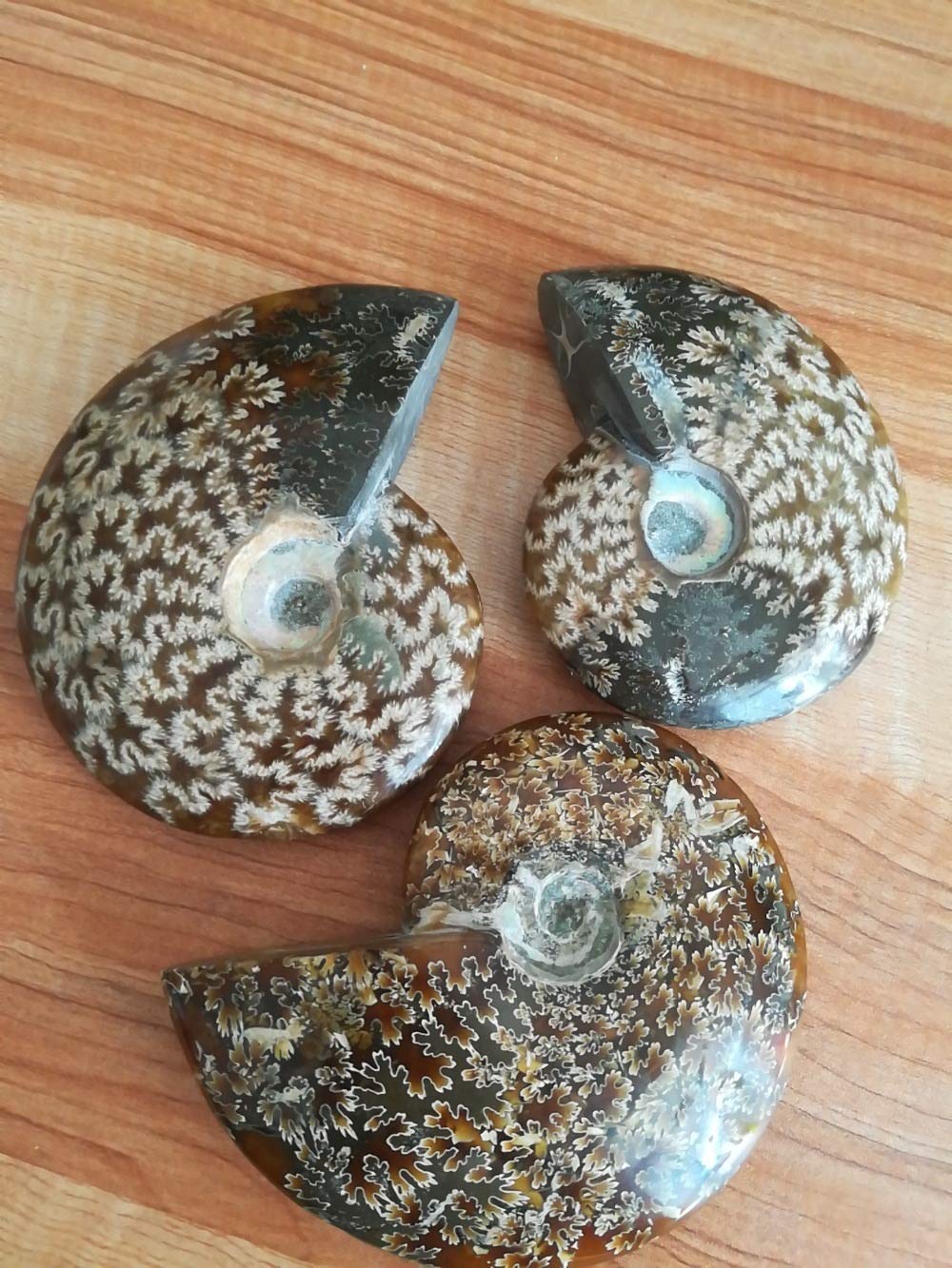 Physil Fossil Phylloceras Fósiles Fósiles para Decoración
