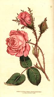 WGZGEFLEB Classical Paintings Pictures Classic Pictures Sparkling Rose Pink Moss Rosa Centifolia F Muscosa by Sydenham Teast Edwards Famous Painting for Home Decor 60x90cm