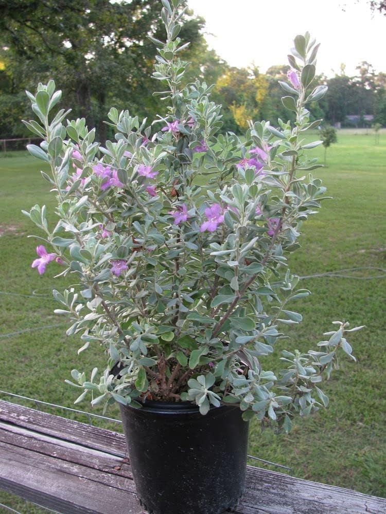 ™-FAH-Leucophyllum Frutescens Dwarf Pink Flower Plant (OUTDOOR, LEUCOPHYLLUM) Nursery Grower's Bag/Pot-104