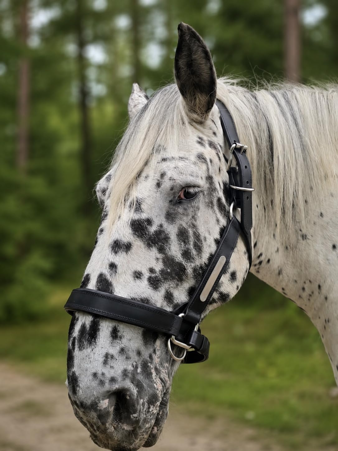 Lederhalfter Kaltblut Leder Halfter DRAFT | Controlhalfter | Führhalfter | Arbeitshalfter Halfter Leder Kaltblut XF + XXF Schwarz sehr stark Arbeitshalfter Noriker Gr. X FULL Gr. XXFULL