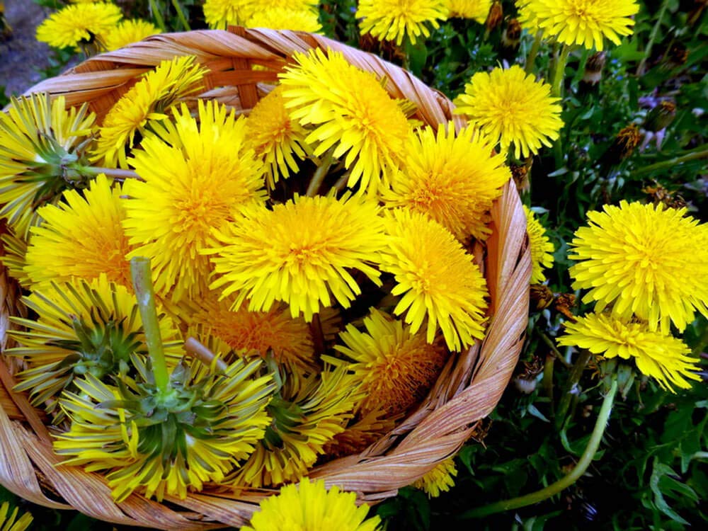 ANTIER DANDELION HERB SEEDS (AVG 30-50) SEEDS X 1 PACKET (B09K476RZL) Amazon Price History, Amazon Price Tracker