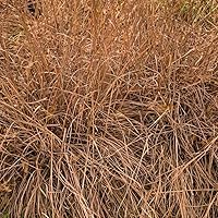 Vista 1 de Outsidepride Little Bluestem - Semilla de césped nativa, ornamental, pradera, resistente a la sequía, 25 libras