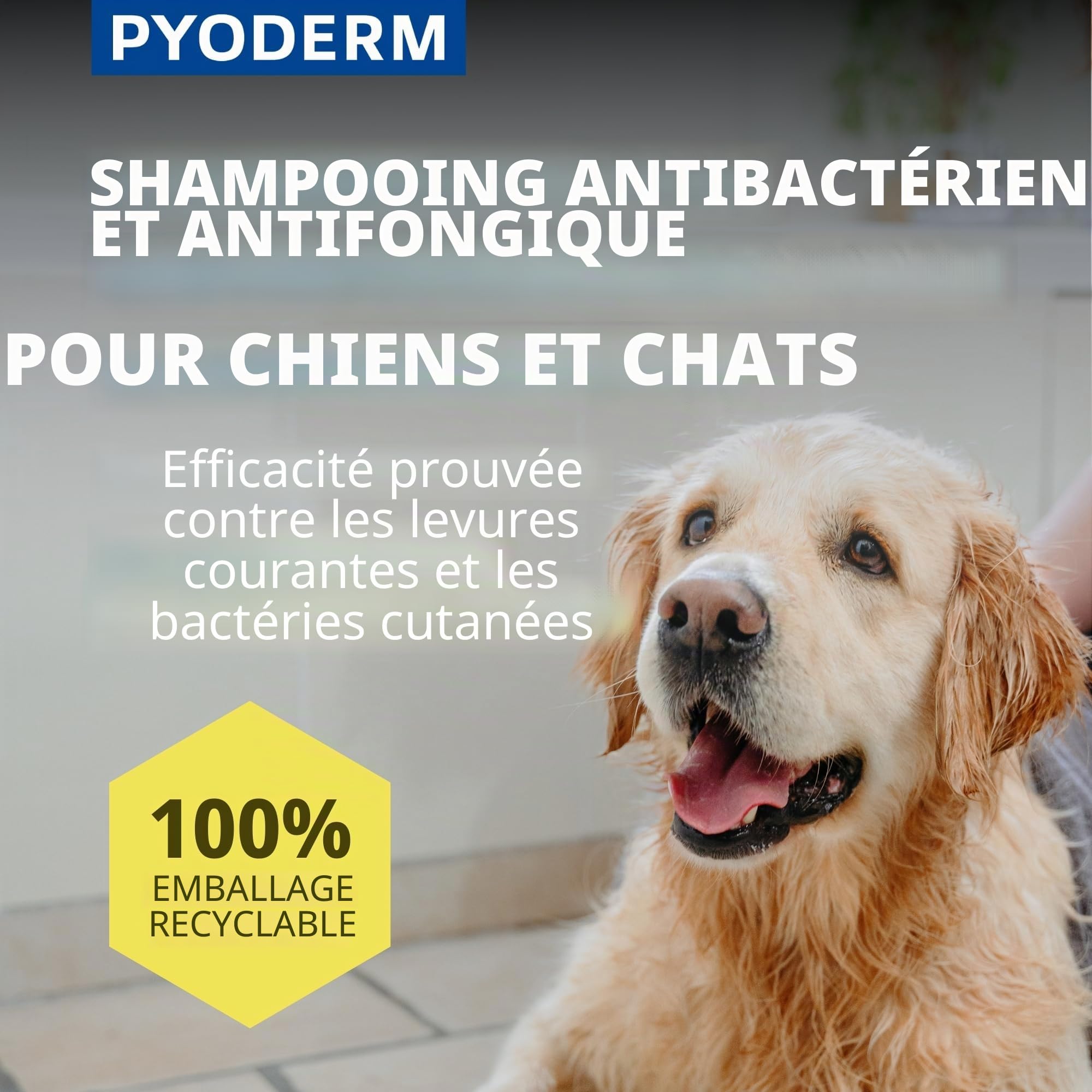 SHAMPOING PYODERM GLYCOTEC Chien & Chat 250 ML