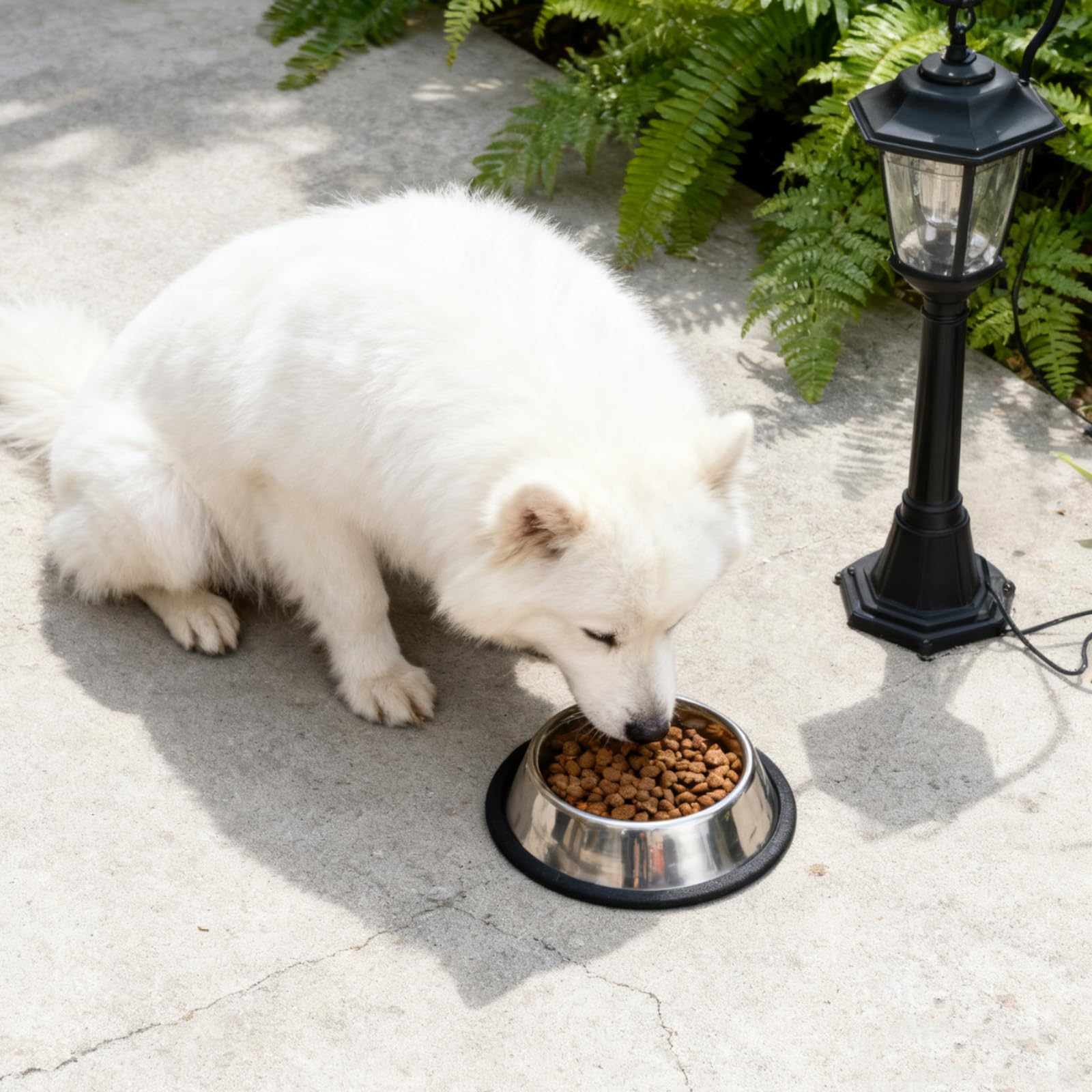 Ciotole per Gatti in Acciaio Inox con Tappetino Antiscivolo, Ciotola Acqua Cane, Lavabile in Lavastoviglie