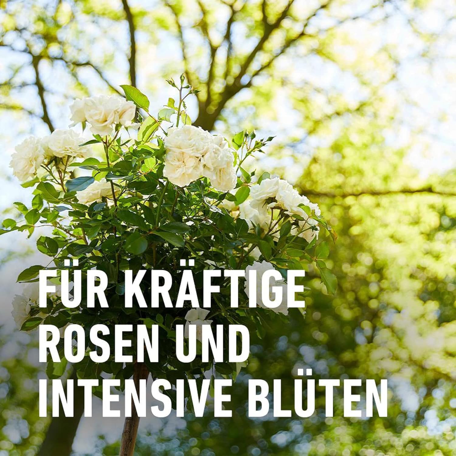 Compo 1456012 1 Litre Engrais Rose – Multicolore