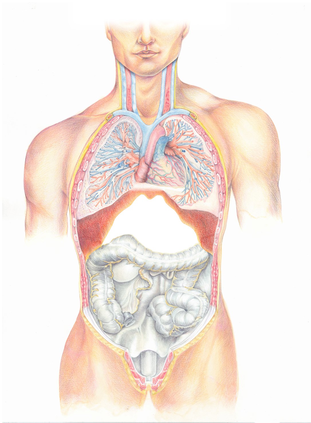 Atlas of the Human Body