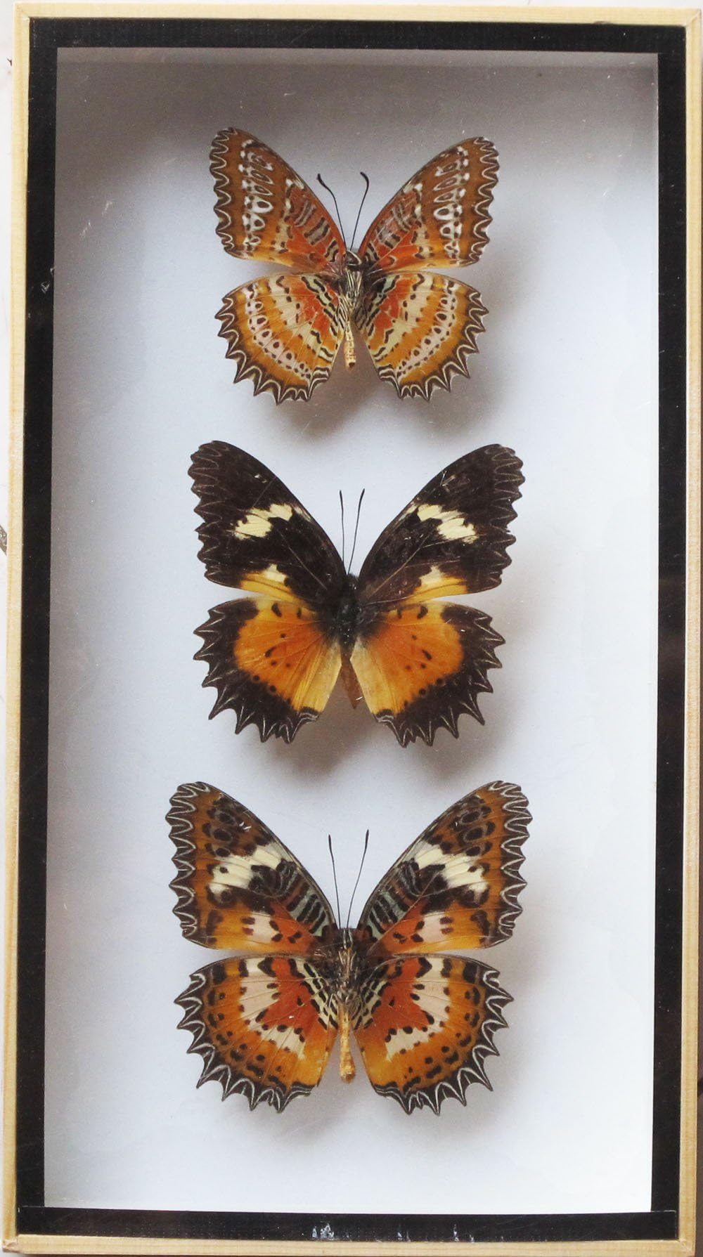 Luxury Box Very Rare Real 3 Lacewing Butterfly Display Insect Taxidermy