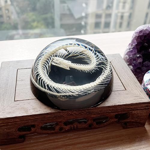 Miniatura 57 de Especímenes de esqueleto de tortuga real en manualidades de pisapapeles de resina, colección de taxidermia de animales para educación científica