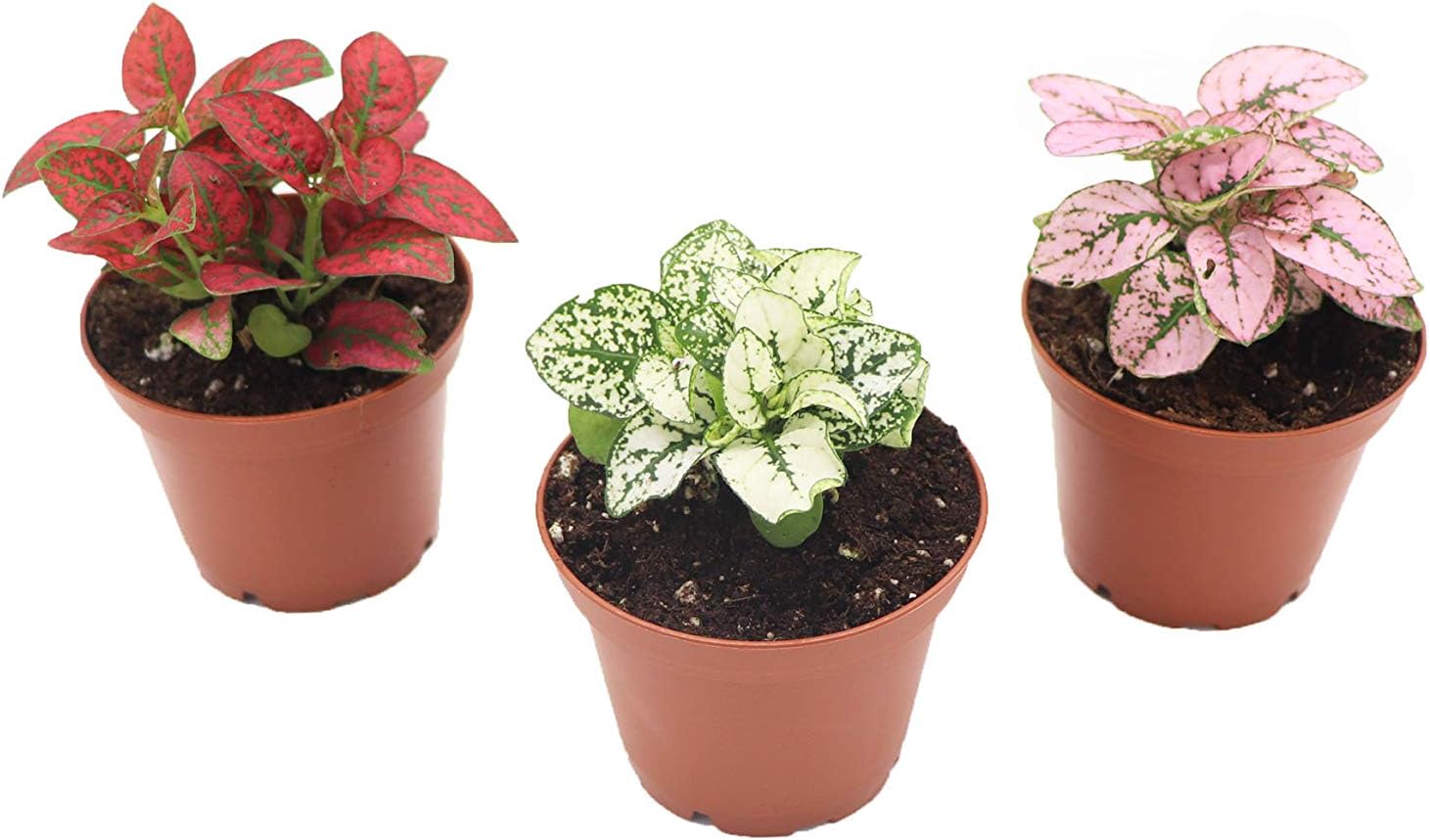 Amazon.com : Pink Splash Polka Dot Plant - Hypoestes - 2.5