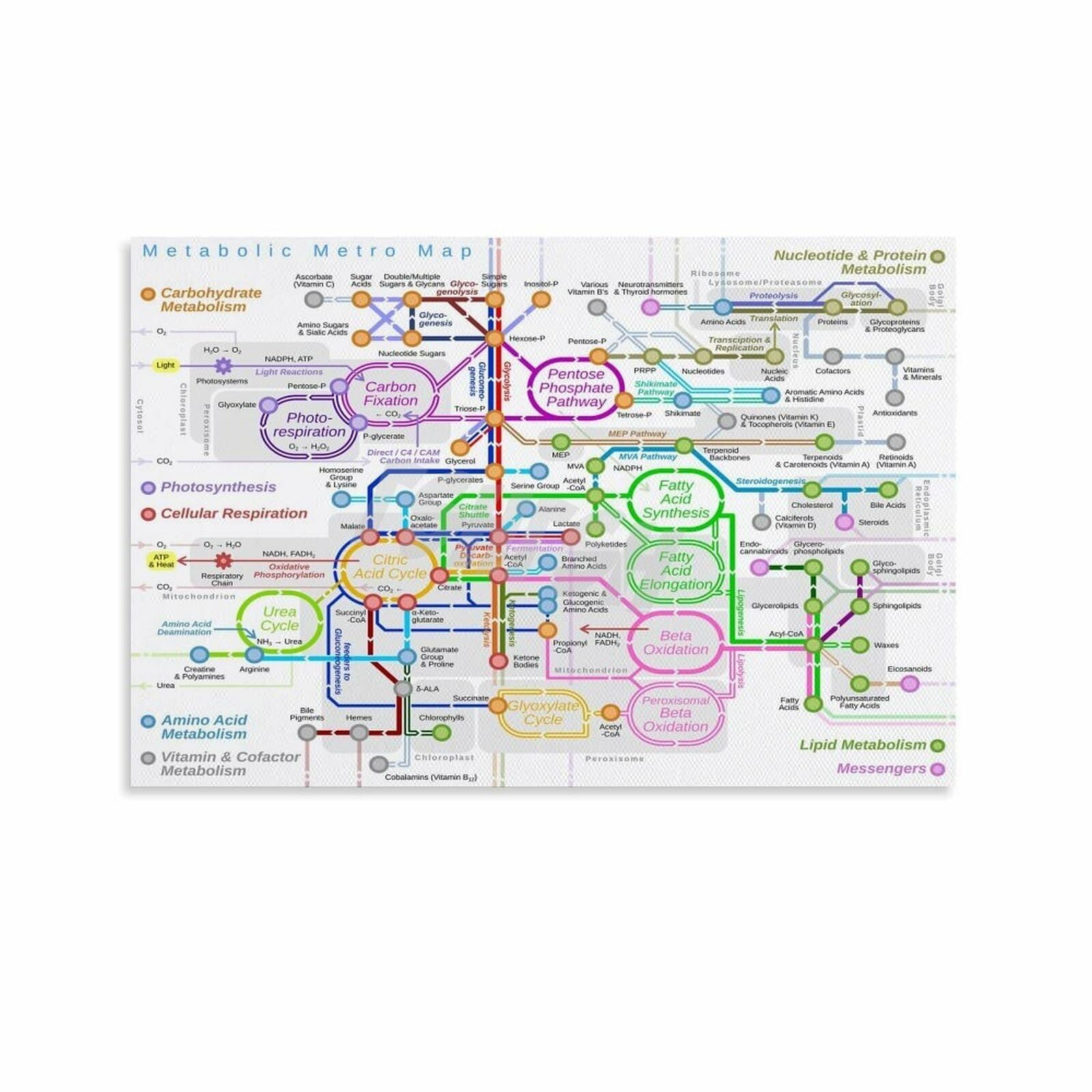LLBOGRGGN School Study Aid Biochemistry Pathways Canvas Print for Dorm Room Decor College Student